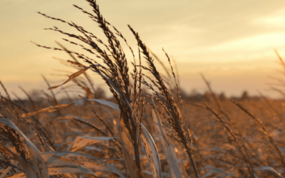 Independents Fiber Network Expands Into Ohio Warren and Butler Counties